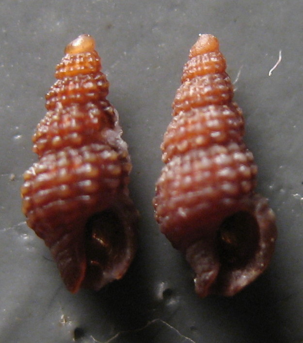Famiglia Buccinidae: il genere Chauvetia